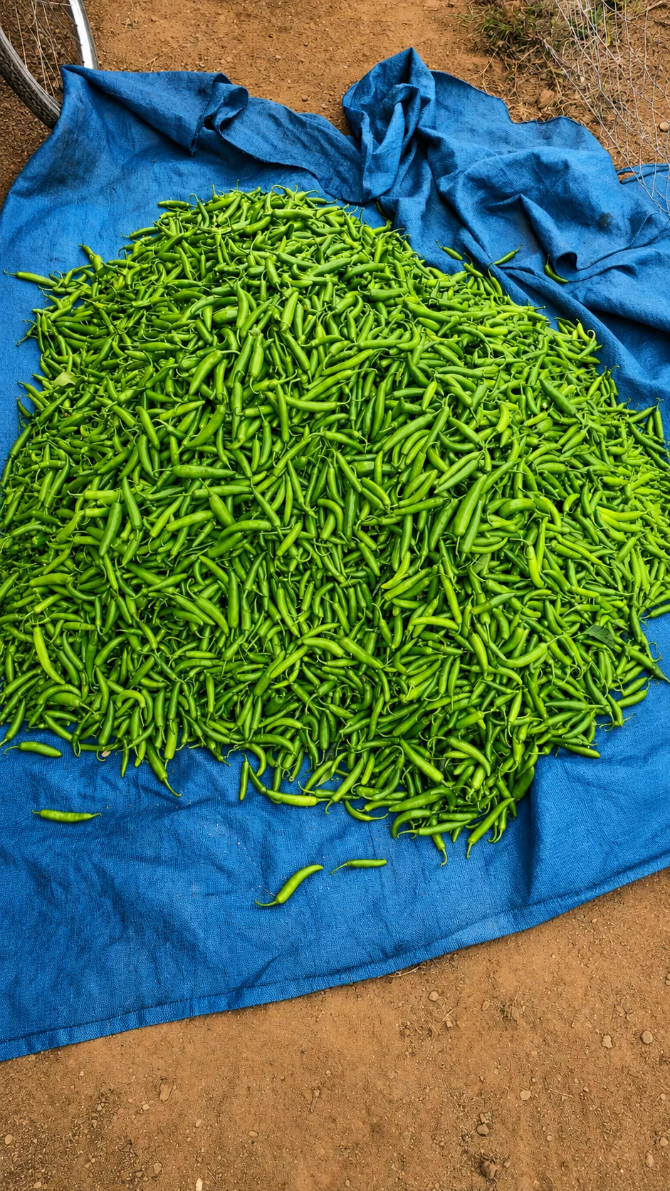 Fresh green chillies collected after harvest