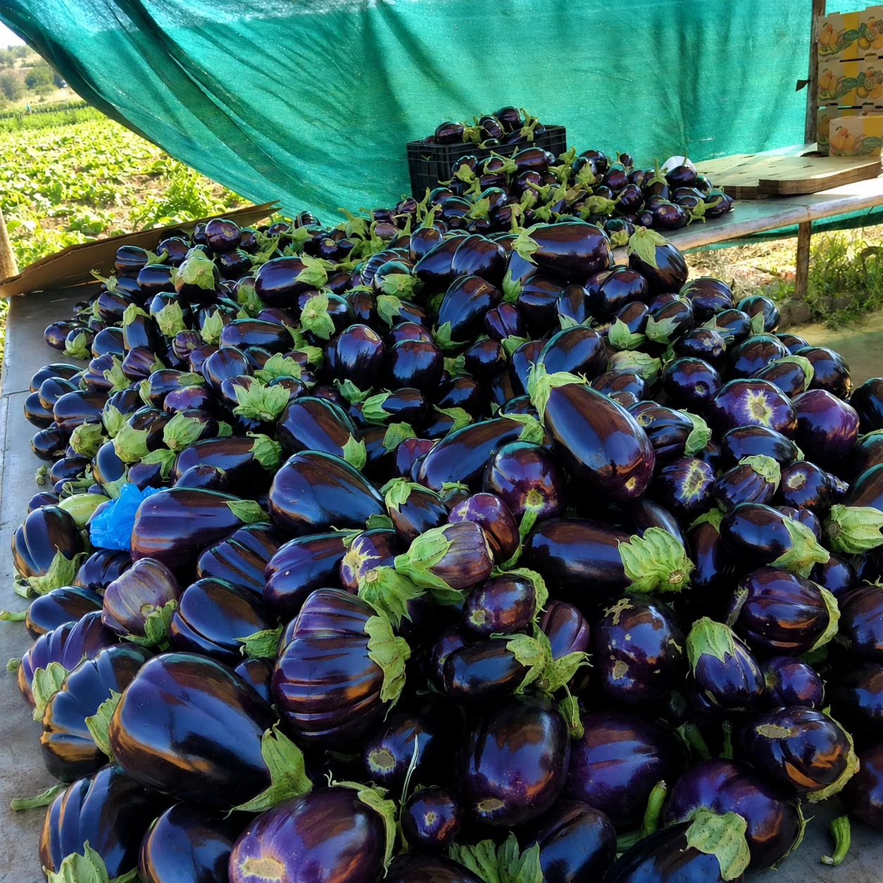Freshly harvested eggplants ready for market