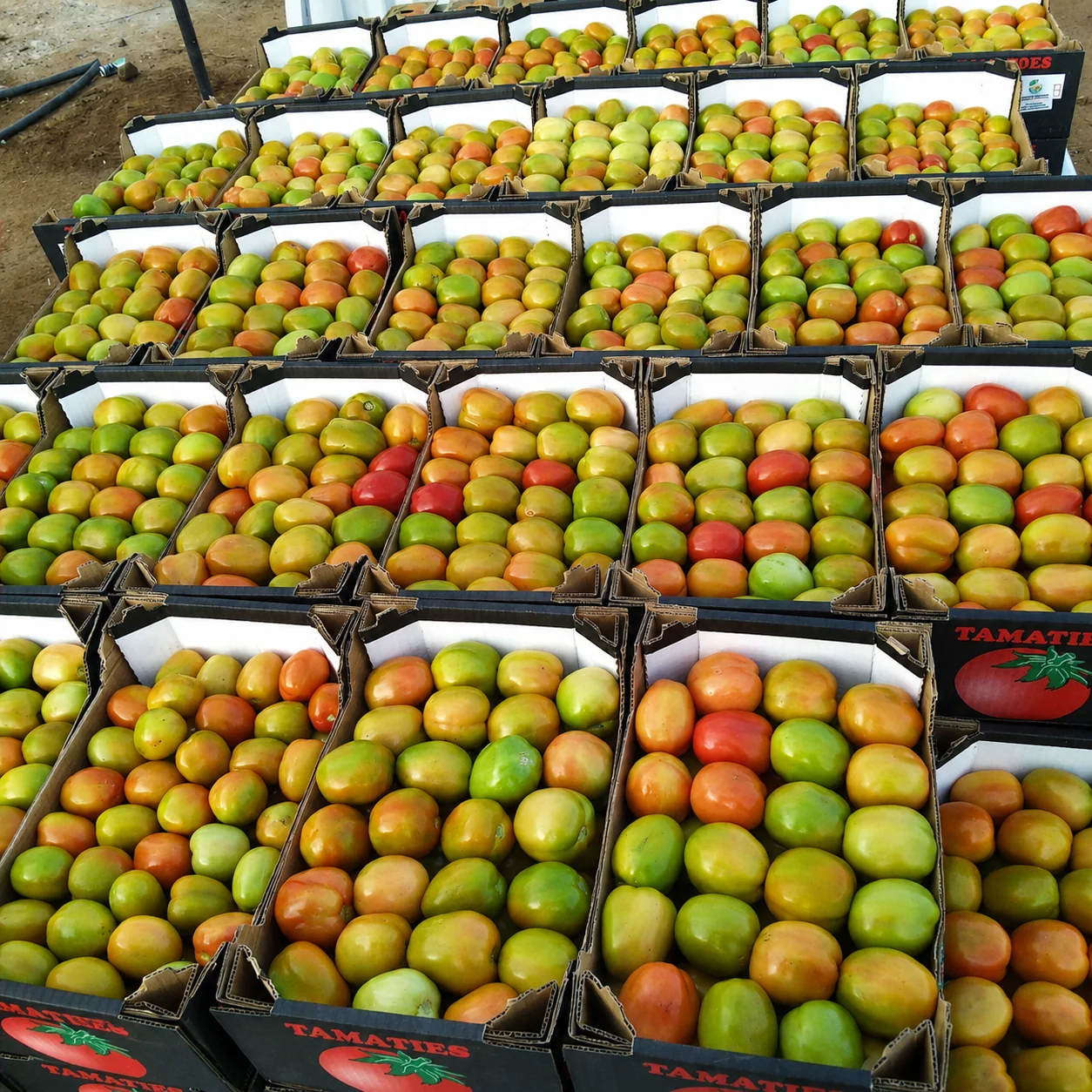 Crates of tomatoes prepared for buyers and markets