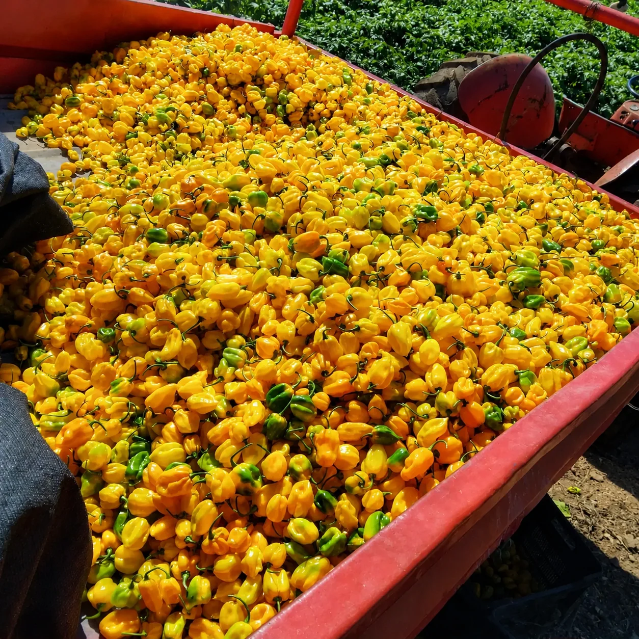 A large harvest of fresh yellow peppers