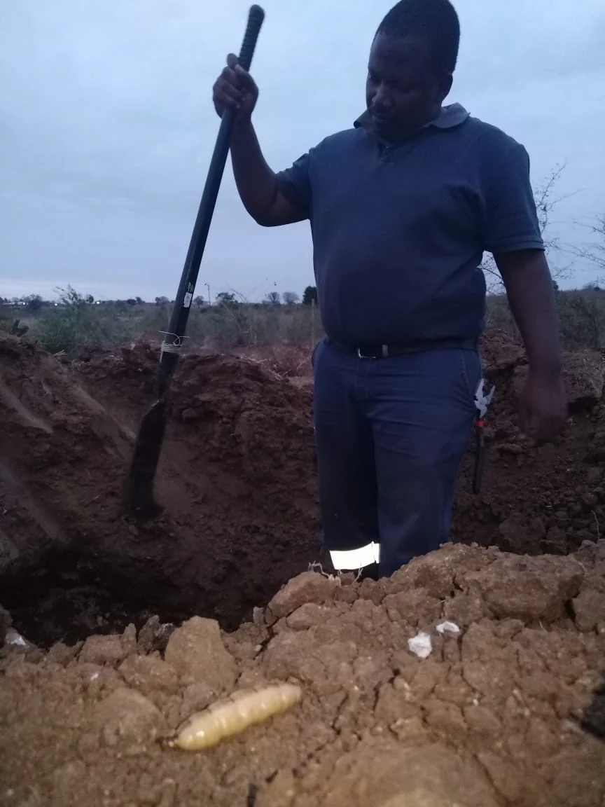 Agricultural termite and soil pest inspection