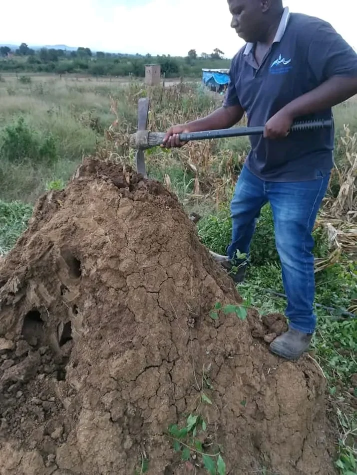 Lonezer termite field assessment